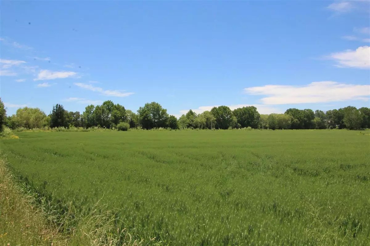 Campo Coihueco
